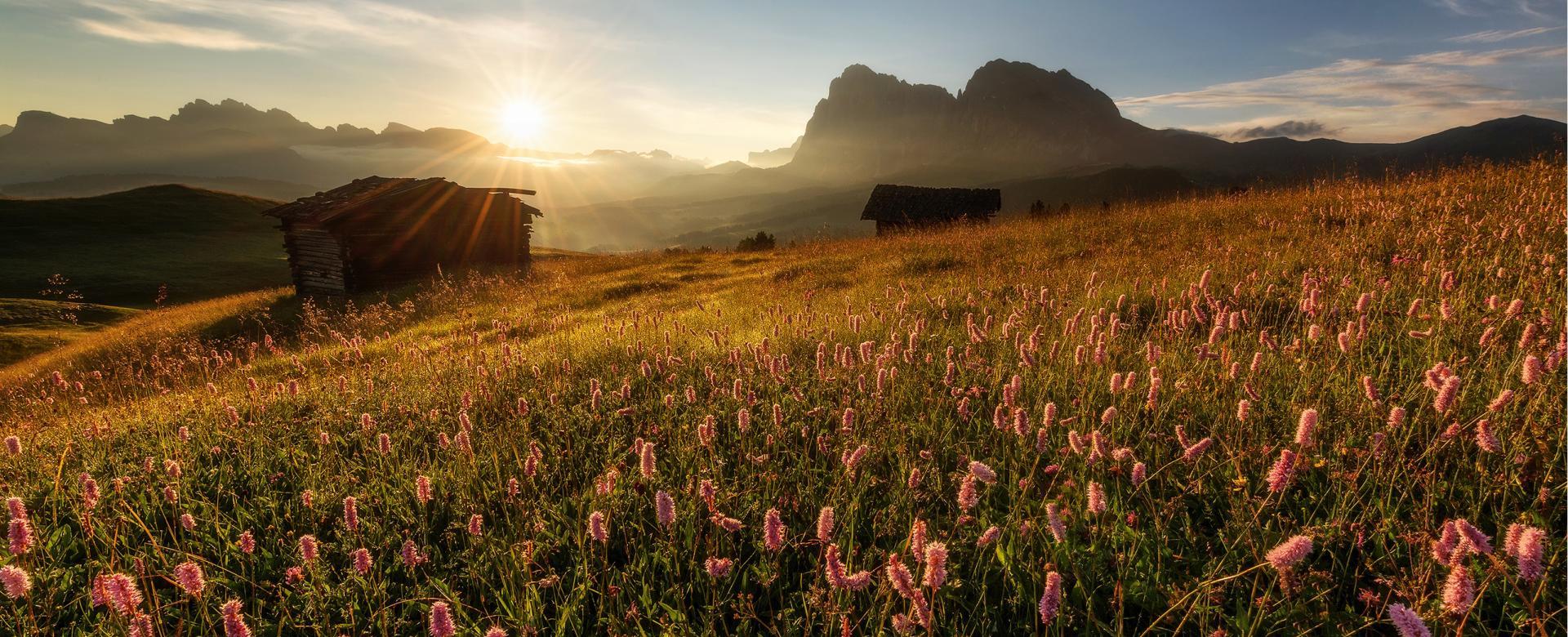 L'Alpe di Siusi in fiore