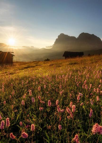 L'Alpe di Siusi in fiore