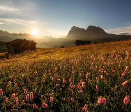 The Blooming Alpe di Siusi