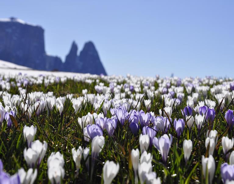 Frühling