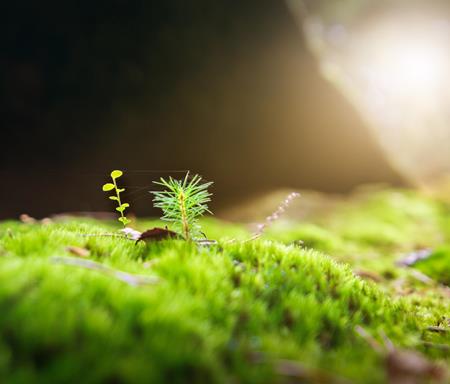 moss-2942497-1920