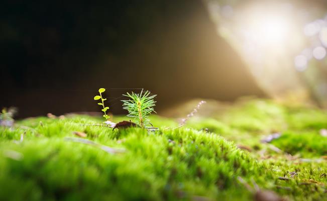 moss-2942497-1920