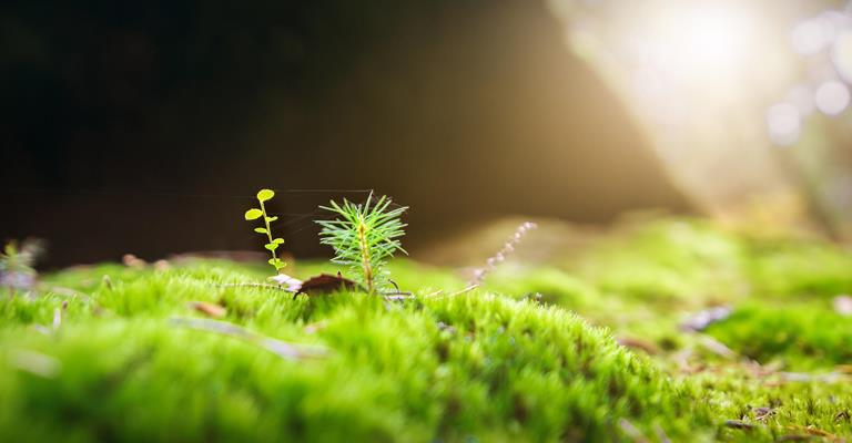 moss-2942497-1920