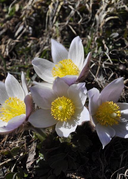 Spring Pasqueflower