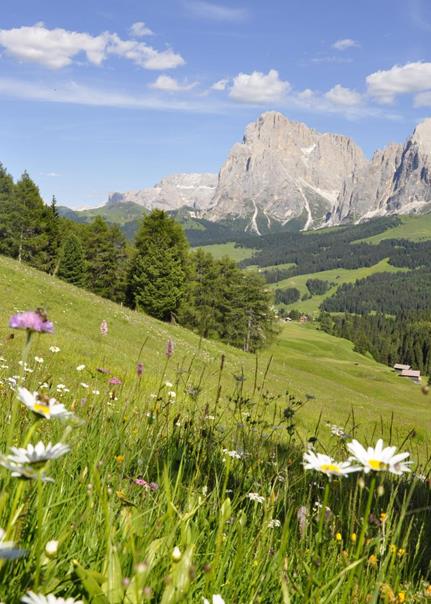 Die Seiser Alm im Sommer