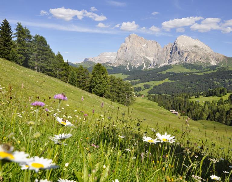 Die Seiser Alm im Sommer