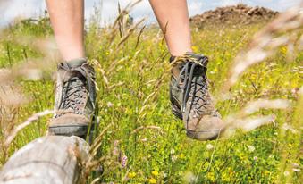 goldknopf-wandern-6124