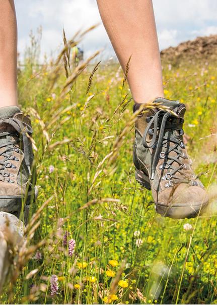 goldknopf-wandern-6124