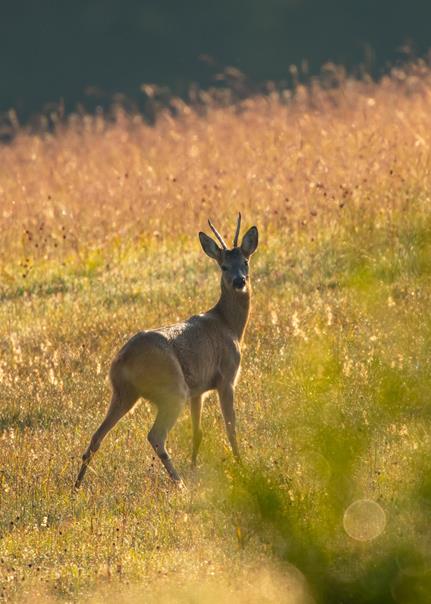 Capriolo