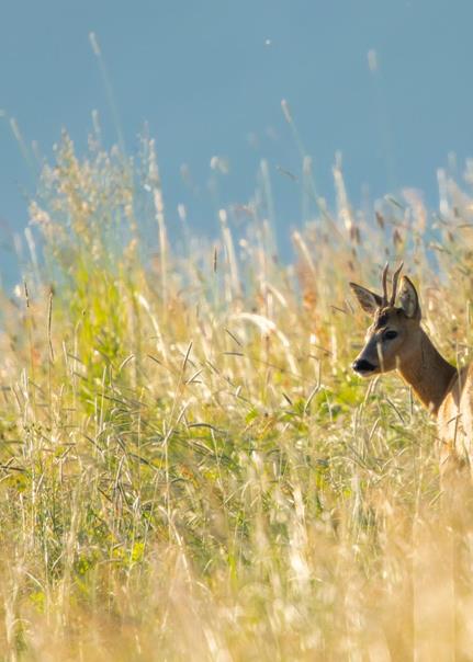 Capriolo