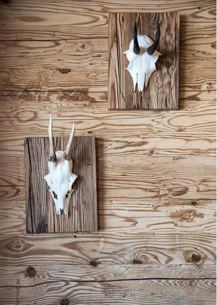 Antlers on a Wall