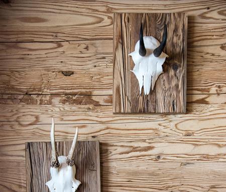 Antlers on a Wall
