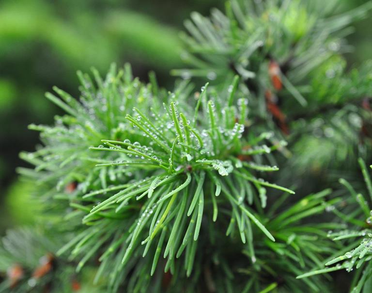 Conifer