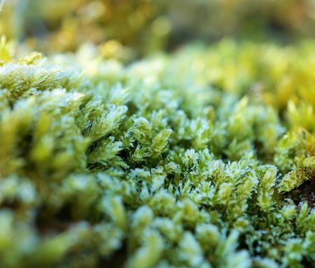 moss-3248780-1920