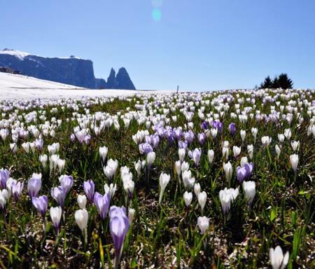 Primavera sull'Alpe di Siusi