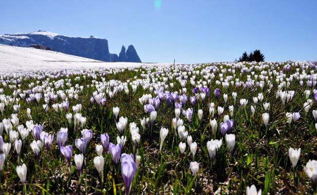 Seiser-Alm-Frühling-0653