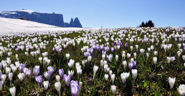 Seiser-Alm-Frühling-0653
