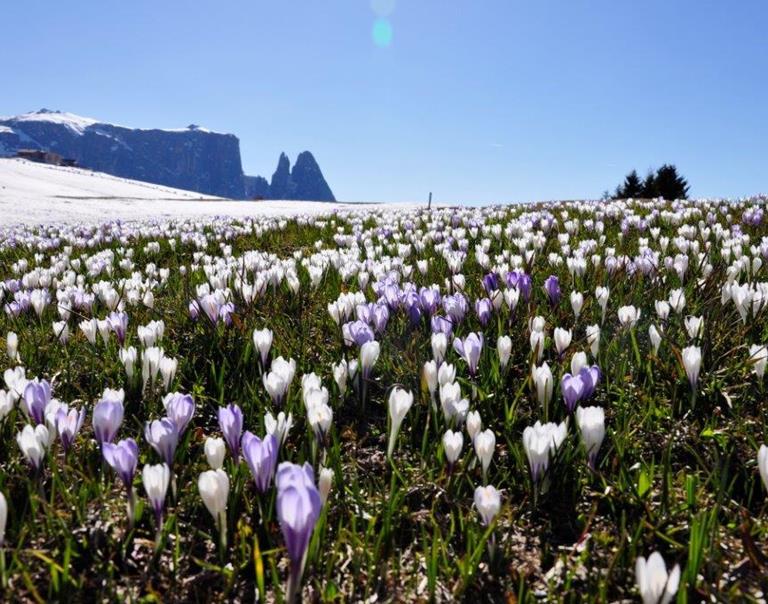 Primavera sull'Alpe di Siusi