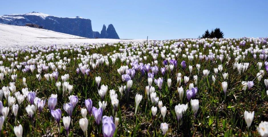 Seiser-Alm-Frühling-0653